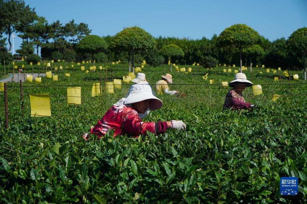 大白菜真正官网